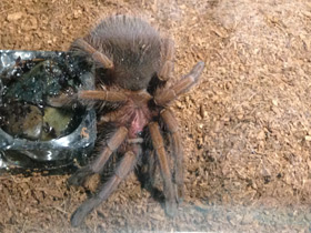 Смотреть фото Доминиканский птицеед Фото Доминиканский птицеед