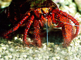 Белоточечный рак–отшельник