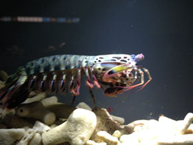 Смотреть фото Рак-богомол Фото Рак-богомол