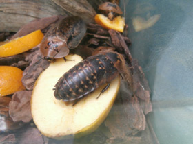 Смотреть фото Таракан архимандрит Фото Таракан архимандрит