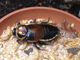 Смотреть фото Таракан-автомобильчик Фото Таракан-автомобильчик