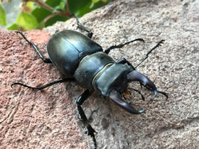 Фото Жук-олень