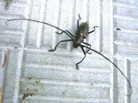 Смотреть фото Большой черный еловый усач Фото Большой черный еловый усач