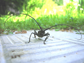 Смотреть фото Большой черный еловый усач Фото Большой черный еловый усач