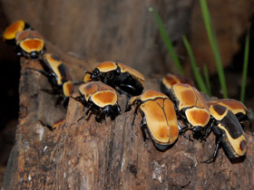 Смотреть фото Бронзовка африканская Фото Бронзовка африканская