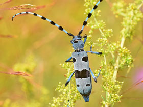 Смотреть фото Усач альпийский Фото Усач альпийский