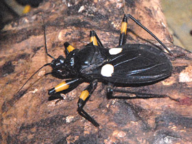 Смотреть фото Двупятнистый клоп-хищнец Фото Двупятнистый клоп-хищнец