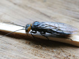 Смотреть фото Желтоголовая акантолида Фото Желтоголовая акантолида