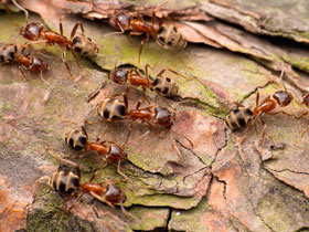 Фото Семечко