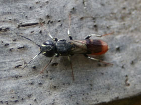 Смотреть фото Оруссус паразитический Фото Оруссус паразитический