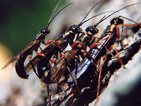 Настоящие Пилильщиковые