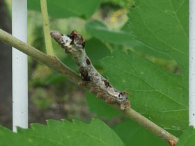 Смотреть фото Дикий тутовый шелкопряд Фото Дикий тутовый шелкопряд