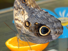 Фото Брассолиды