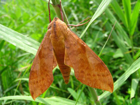 Смотреть фото Волнистый кланис Фото Волнистый кланис