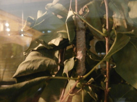 Фото Коконопряды