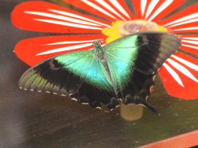 Морфо ахиллес