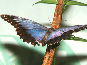 Морфо пелеидес