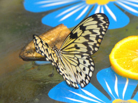 Гигантская лесная нимфа