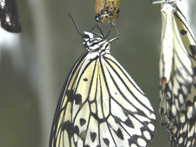 Смотреть фото Гигантская лесная нимфа Фото Гигантская лесная нимфа