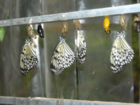 Смотреть фото Гигантская лесная нимфа Фото Гигантская лесная нимфа