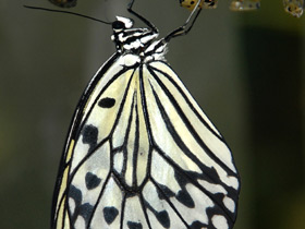 Гигантская лесная нимфа