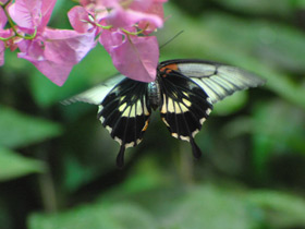 Смотреть фото Парусник Румянцева Фото Парусник Румянцева