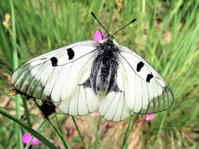 Фото Мнемозина