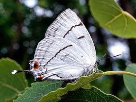 Смотреть фото Зефир превосходный Фото Зефир превосходный