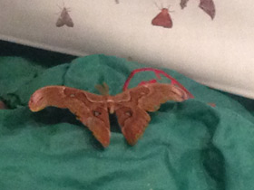 Смотреть фото Павлиноглазка атлас Фото Павлиноглазка атлас