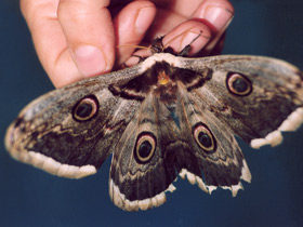 Павлиноглазка грушевая