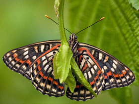 Смотреть фото Сёкия исключительная Фото Сёкия исключительная