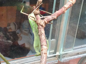 Фото Формы и краски в мире животных