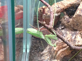 Смотреть фото Древесный богомол Фото Древесный богомол