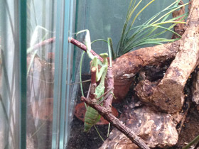 Смотреть фото Древесный богомол Фото Древесный богомол