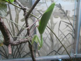 Смотреть фото Африканский богомол Фото Африканский богомол