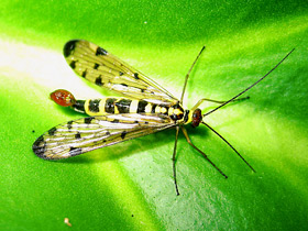 Скорпионницы Скорпионницы