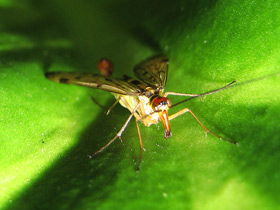 Смотреть фото Самые необычные и удивительные животные Фото Самые необычные и удивительные животные