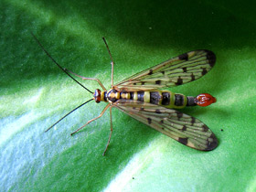 Смотреть фото Самые необычные и удивительные животные Фото Самые необычные и удивительные животные