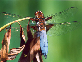 Стрекоза плоская