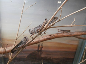 Смотреть фото Пустынная саранча Фото Пустынная саранча