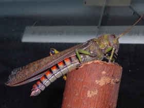 Смотреть фото Гигантская саранча Фото Гигантская саранча