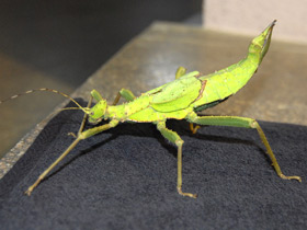 Фото Разнокрылый гигантский палочник