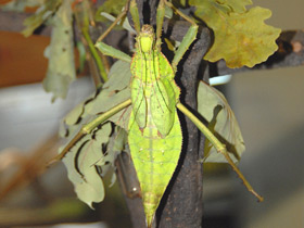 Фото Разнокрылый гигантский палочник