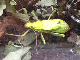 Фото Разнокрылый гигантский палочник