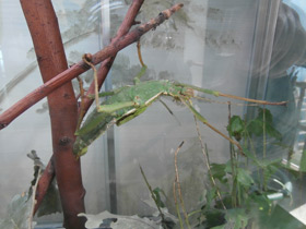 Фото Разнокрылый гигантский палочник