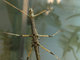 Смотреть фото Колючий палочник Фото Колючий палочник