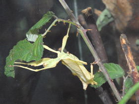 Фото Палочник-листовидка