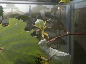 Фото Палочник-листовидка