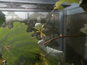 Фото Палочник-листовидка