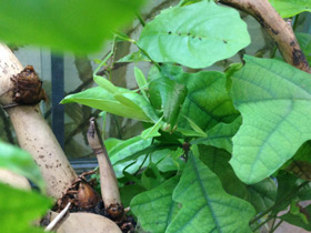 Фото Палочник-листовидка